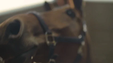 Horse Snout 動画素材 128002140