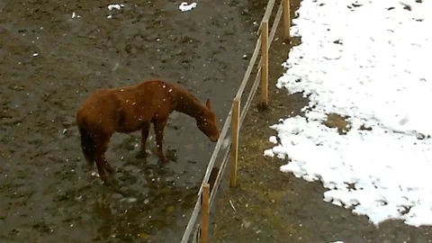 Horse in the snow Stock Footage 84221519