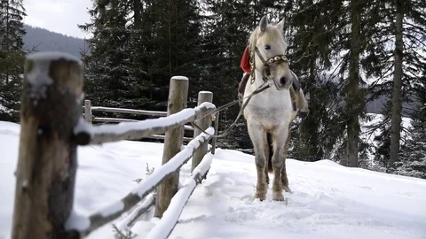 Horse in snow Stock Footage 129291469
