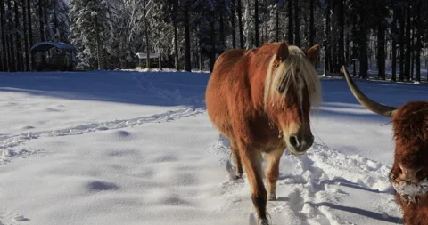Horse in the snow Stock Footage 168209520