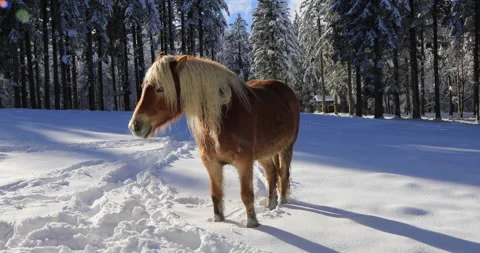 Horse in the snow Stock Footage 168231671