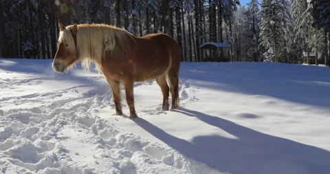 Horse in the snow Stock Footage 168231892