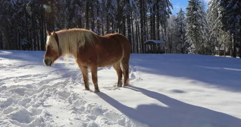 Horse in the snow Stock Footage 168239665