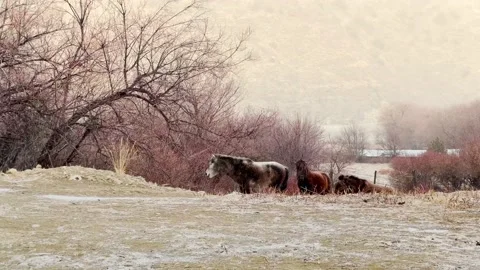Horse in the snow Stock Footage 232758592