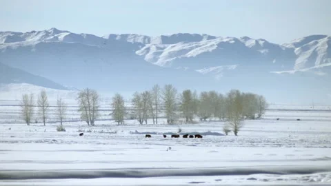 Horse in the snow Video stock 235107111