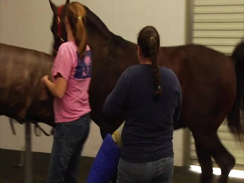 Horse Sperm Gathering Video stock 24259708