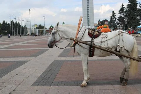 A horse in the square Stock Photos