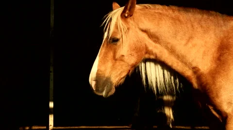 Horse in a Stable 1 Stock Footage 49696540