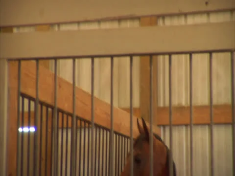 Horse in a Stable 2 Stock Footage 24259195