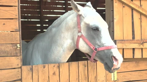 Horse in the stable close-up Stock Footage 229151565