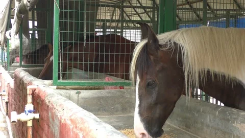 Horse in stable eating the fodder Stock Footage 114393971