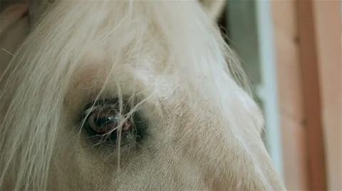Horse in a stable - Eye close up Video stock 62472634