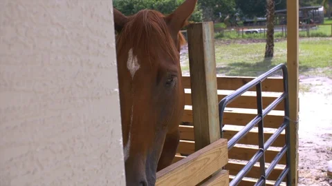 Horse In Stable Florida Видео 93558517