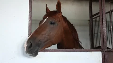 Horse in the stable. 库存影片 11100547