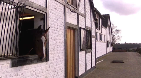 Horse in the stable. Stock Footage 34365354