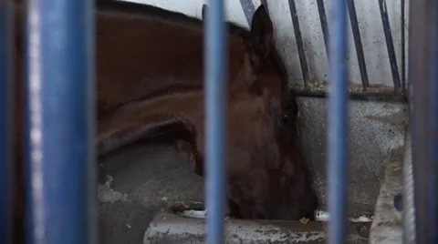 Horse in the stable Stock Footage 65777020