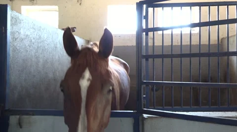 Horse in the stable Video stock 65778983