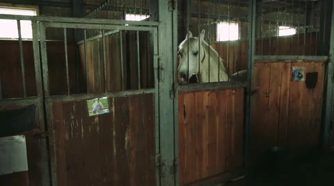 The horse in the stable Stock Footage 68635565
