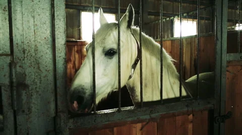 The horse in the stable Stock Footage 68636157