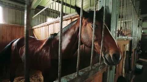 The horse in the stable Stock Footage 68636683