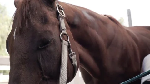 Horse in Stable Video stock 79470116