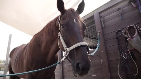Horse in Stable 動画素材 79471470