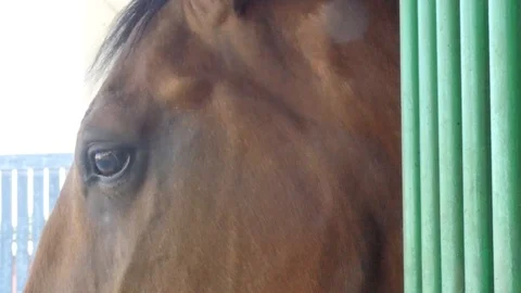 Horse stable Stock Footage 95749371