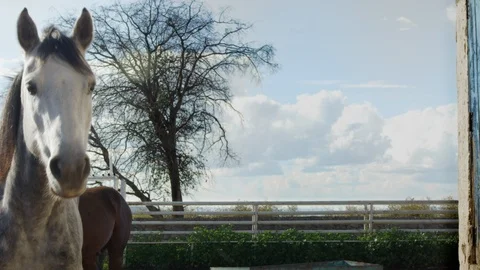 Horse in the stable Stock Footage 96181826