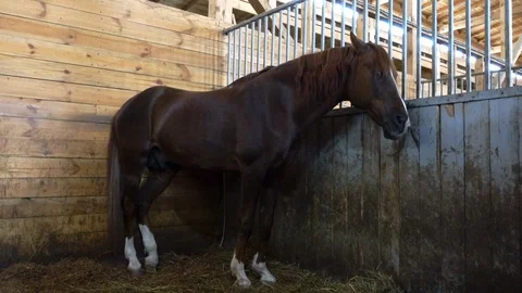 Horse in the stable 動画素材 106862922