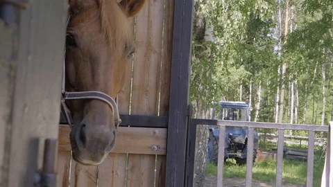 Horse in a stable Stock Footage 120107659