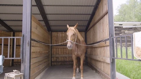 Horse in a stable Stock Footage 120107660