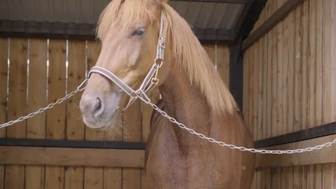 Horse in a stable Stock Footage 120107667