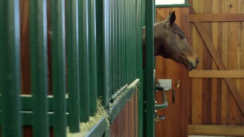 Horse in a stable Stock Footage 127515126
