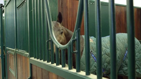 Horse in a stable Stock Footage 127515127