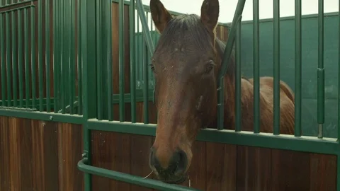 Horse in stable Stock Footage 127515132