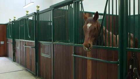 Horse in a stable Stock Footage 127515137