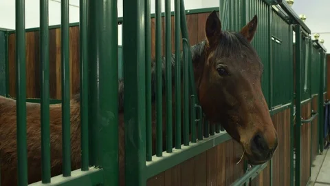 Horse in a stable Stock Footage 127515139