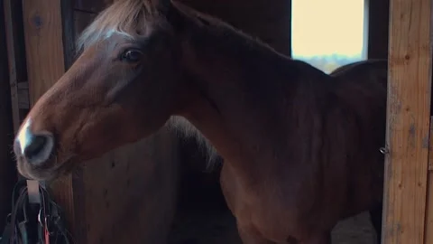 Horse in Stable Stock Footage 152712039
