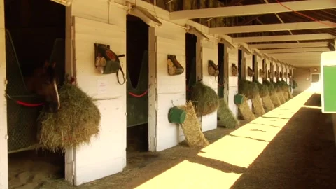 Horse stable Stock Footage 159908807