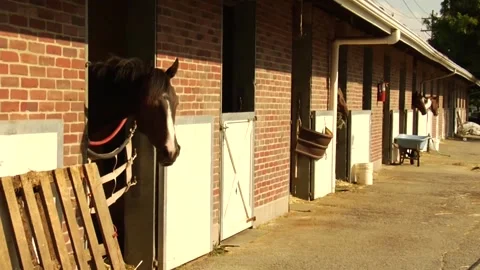 Horse stable Stock Footage 159908809
