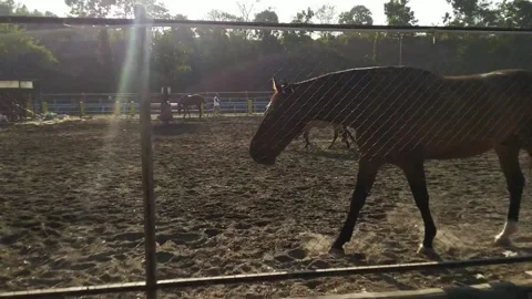 Horse in Stable Video stock 169860467