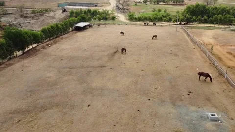 HORSE STABLE Stock Footage 171426911