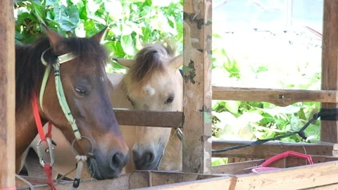 Horse in a stable Stock Footage 250779991