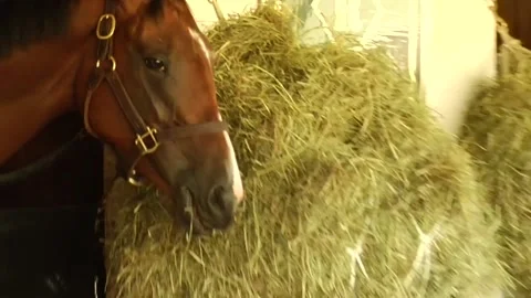 Horse stable with hay Stock Footage 159908799