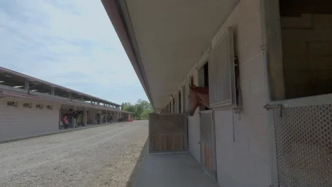 Horse stable with horses in boxes and outdoor corridor Видео 339731290