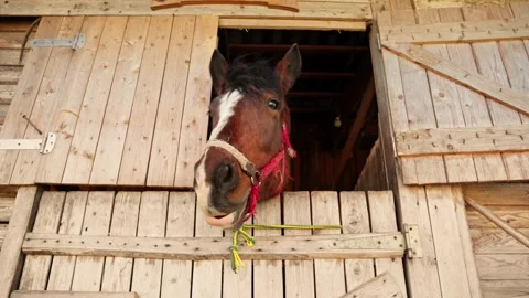 Horse in stable looking at camera. Portrait of brown horse in horse farm. Stock Footage 241147676