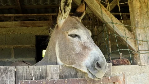 Horse in a stable looking outside Stock Footage 114641399