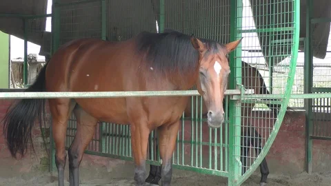 Horse stable with one in there inside the fences Video stock 114393476