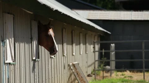 Horse stable peek Video stock 40044110