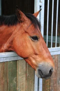 Horse in stable Foto stock